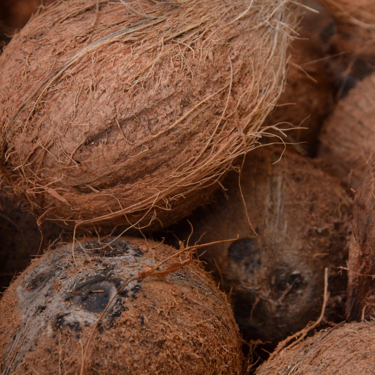 Chagossian cuisine - 1.jpg